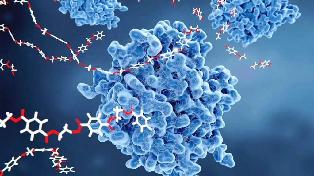 کشف ارتباط میان یک آنزیم کلیدی و سرعت پیری سیستم ایمنی بدن