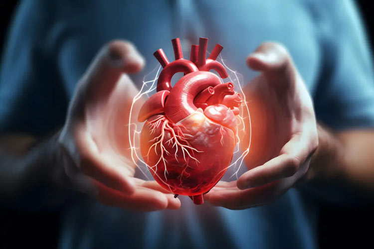 ببینید | تایم‌لپس جذاب از شکل‌گیری قلب موش